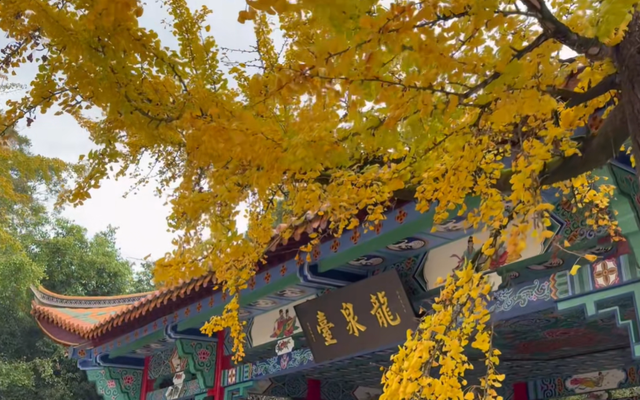 云南昆明最大的赏枫胜地，有6000余株枫树，红叶与古寺相映成趣