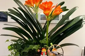 9种植物很“镇宅”，为家带来平安和好运，赶紧养1盆！图片