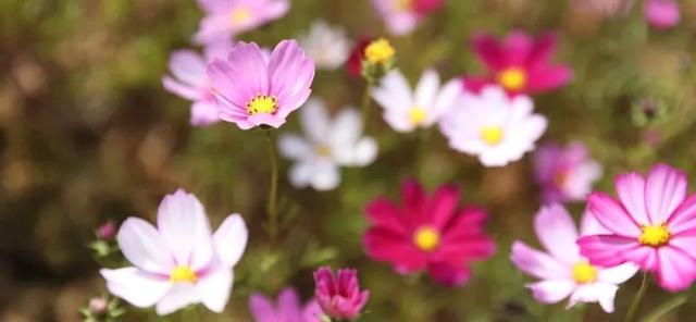 百千万工程“花”样答卷！德庆冠旭电子产业园惊现格桑花海，一起来打卡工业风浪漫吧~