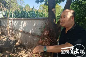 从生猪养殖到餐桌安全产业链 宝鸡小伙趟出生态致富路图片