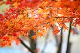 宋圭武 :梦的新解析图片