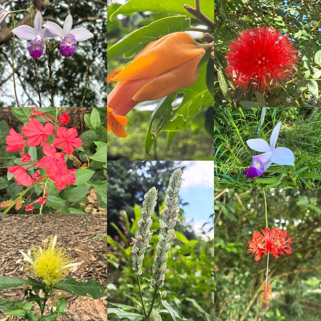 畅游植物王国 体验傣族风情