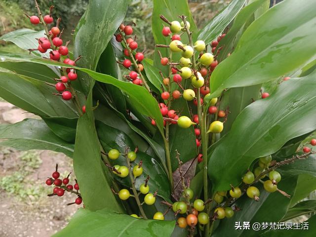 和老人相处是一个修炼的过程，阴天湿漉漉的我还是把茶树修剪完了