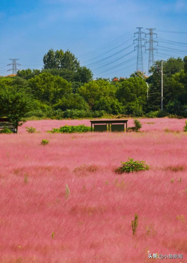 美爆了！苏州秋日大片，上新了！
