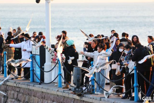 青岛栈桥游人与海鸥同乐 映照冬日最美风光