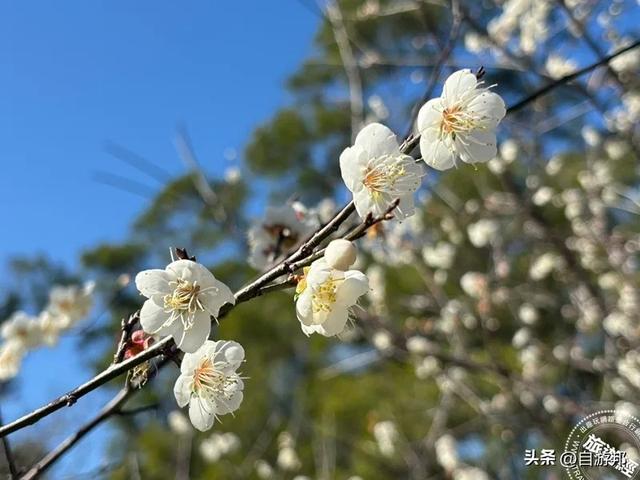 角板山行馆梅花花开5成 梅花季盛开期间，将打造沉浸式赏梅体验