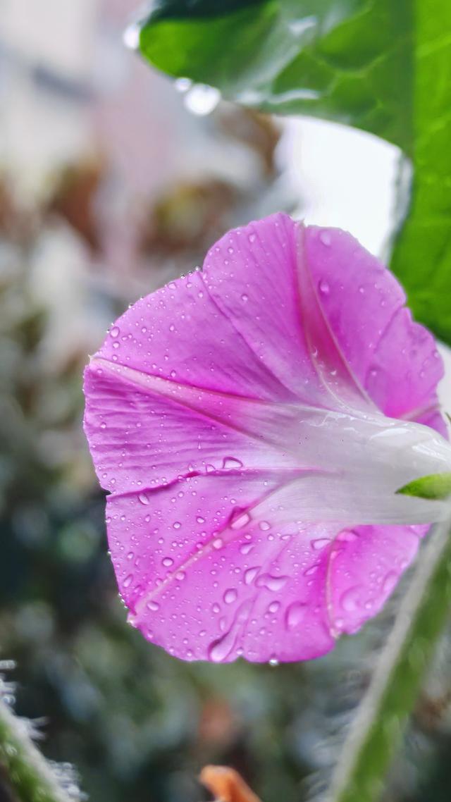 绝美的雨中花