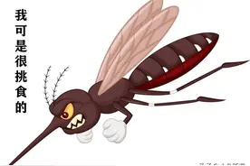 “秋蚊子”为什么这么毒？图片