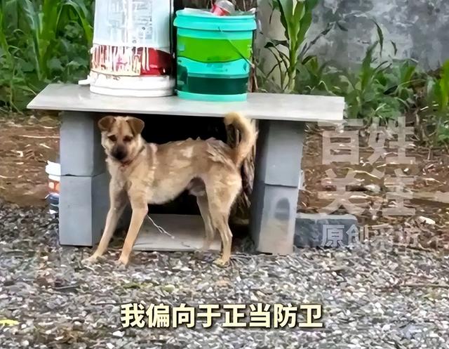 狗咬人反杀案争议后续，面对砸窗破锁多人入侵，如何界定正当防卫