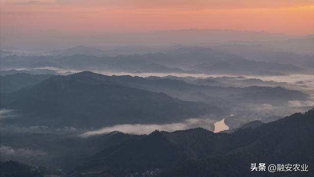 广西融安：朝霞晨雾绘山村美景