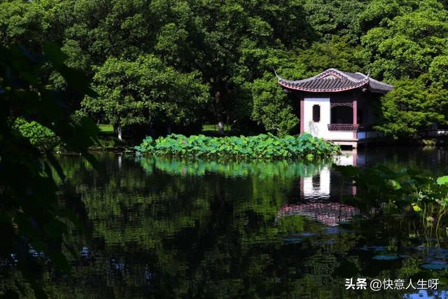 西湖如梦 | 曲院风荷
