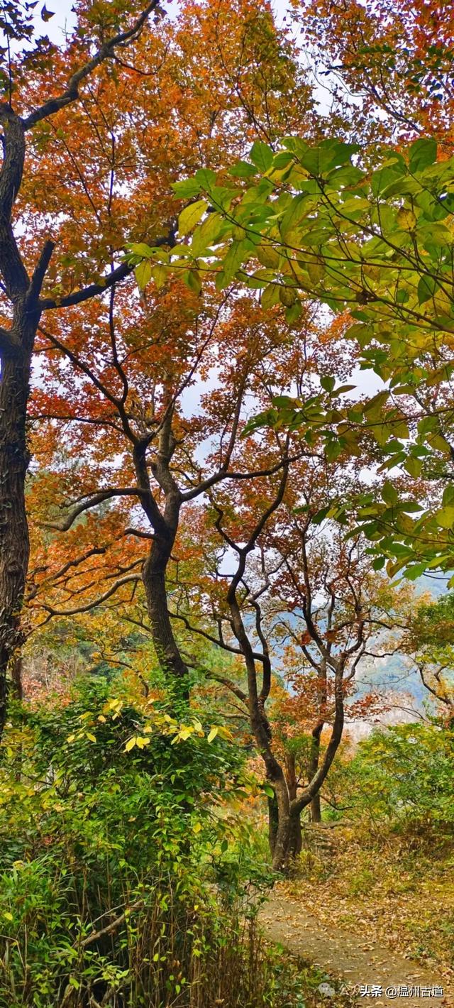 又是一年红枫季,美“枫”了! 温州这处环浙步道秘境枫红正艳