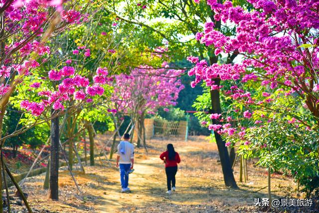 入园赏春花，回家带年花，佛山卡玛缤纷花世界年花节开幕了