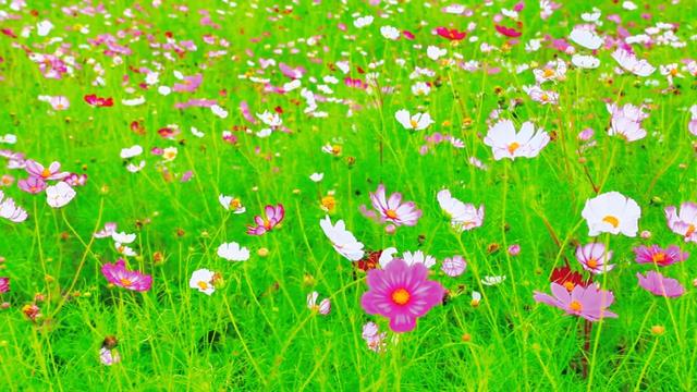 赛罕区格桑花海如期盛放，绚烂“幸福花”需要大家共同守护