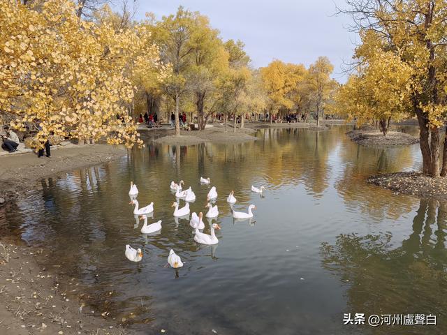 金塔胡杨林