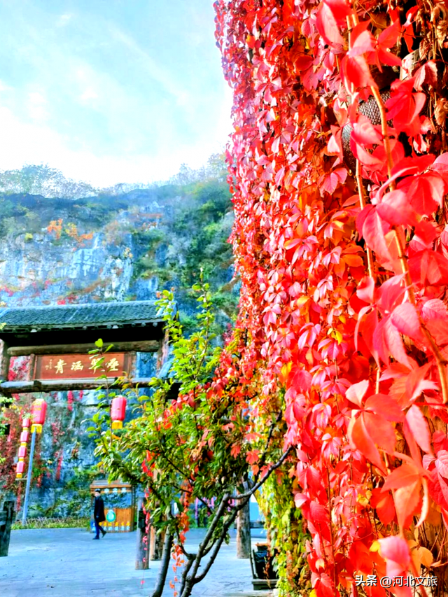 打卡保定“晒秋”小城，“松弛感”拉满