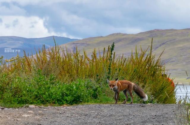 库拉岗日，“戏”真多！