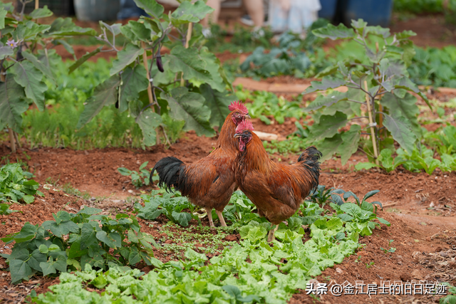 正月初七海口白沙新安关康庙行符 在水泥森林中寻找旧村的过年记忆