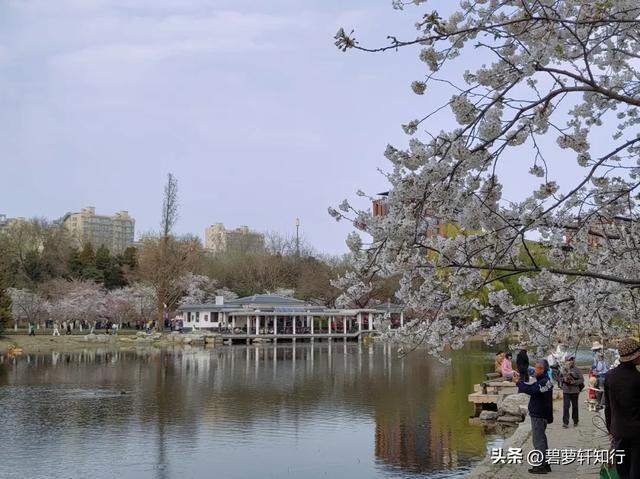 北京玉渊潭,赏樱正当时