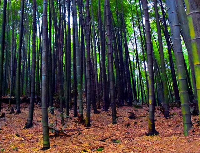 四川旅游：难忘宜宾长宁蜀南竹海行（图）
