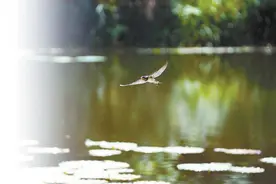 提醒！如果你遇到一只落地的雨燕，可以这么做——图片