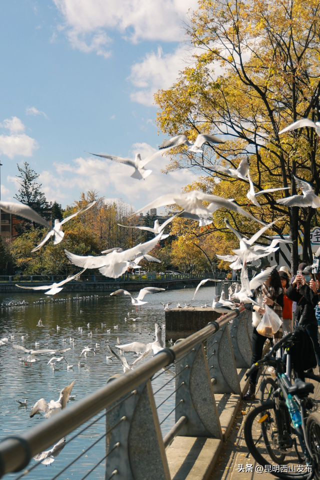 金色滇朴已上线！西山这份独属的浪漫美成昆明冬日封面