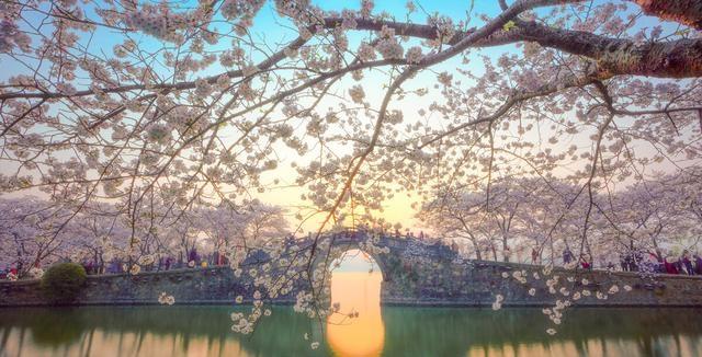 比日本浪漫，比韩国绚烂，国内这10个最美的赏樱地，你去过几个？