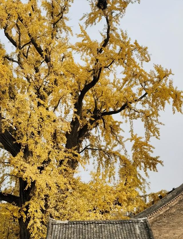 藏在秦岭天子峪里的低调古刹，1700年银杏为伴无商业化知道在哪吗