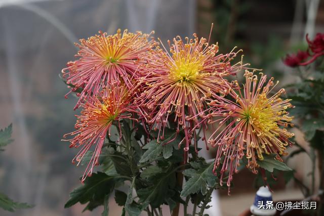 小区里的“菊展”，家门口的美景