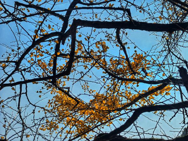 后叶村的古银杏浅唱低吟