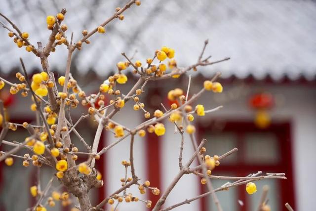 此刻！烟台花花花花花开了