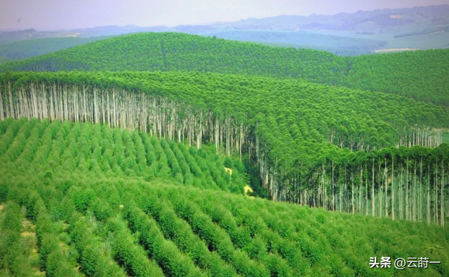 日本和美国早已禁种，中国为何依然大力种植？背后原因不简单