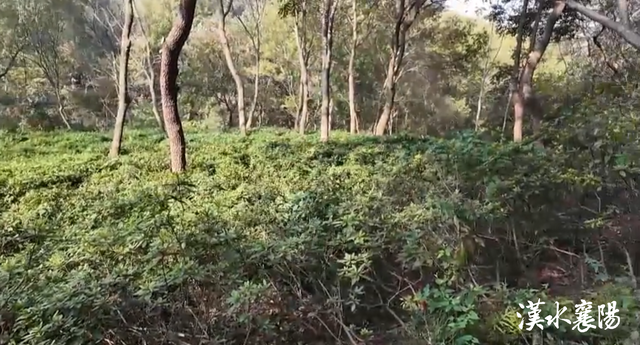 岘山景观再升级！重现茶园、竹林......
