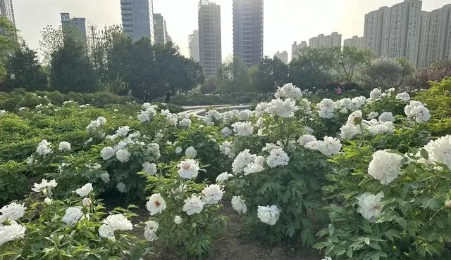 全球独一无二！西安凭什么被称为城中花都