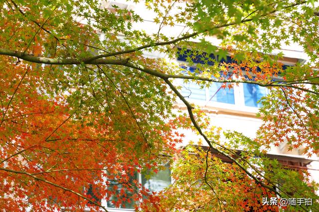 “枫”情万种，上海闵行红园枫叶色彩斑斓进入观赏季