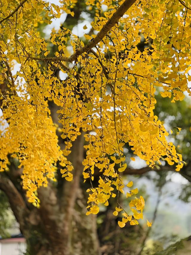 南雄坪田镇赏银杏，时间正好，银杏橙黄