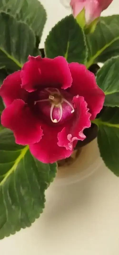 养花二十多年，吐槽好看难养、新手慎入的6大＂颜值杀手＂