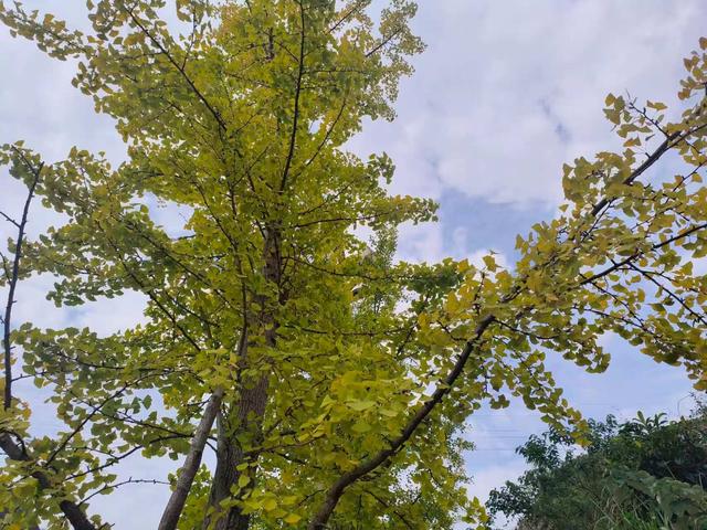 凯里版“黄金大道”将迎来观赏佳期 您的相机准备好了吗