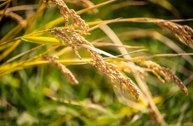 稻 花 香 里 看 雨 花