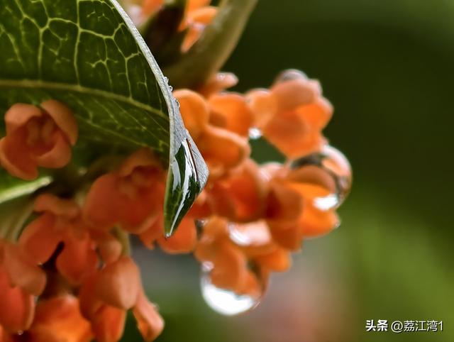 桂香漫城：桂林的秋日私语