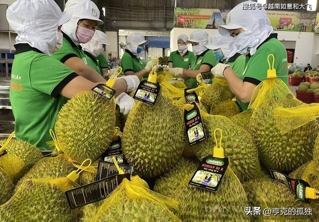 失去中国市场后，大量水果烂地里卖不出去，现在开始后悔得罪中国