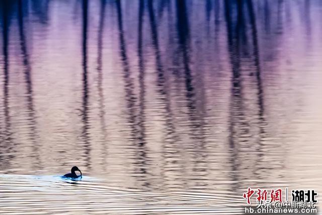 湖北随州晚霞宜人 市民乐享好时光