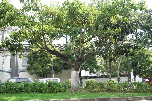 绿美大凤路：一路生花一路景