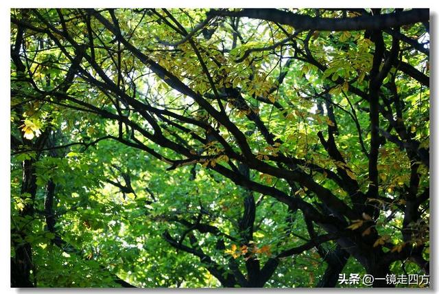 沈阳东陵郊野公园“精灵”出没