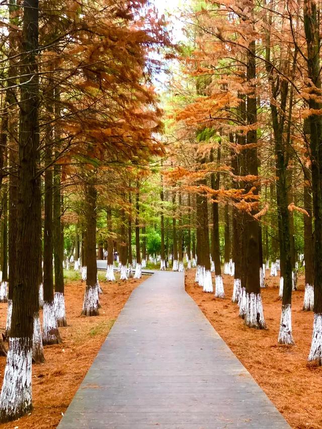 秋色斑斓美如画