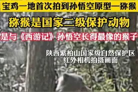 陕西宝鸡首次拍到孙悟空原型猕猴！哪种猕猴是孙悟空原型？真敢说图片