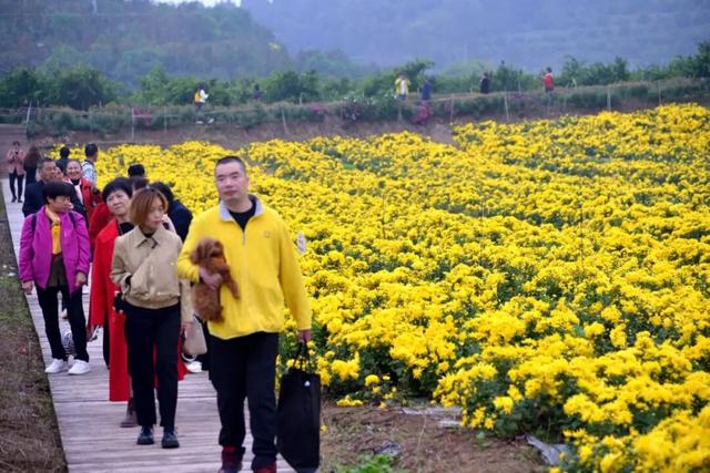 开了! 开了！金堂几百亩菊花已璀璨绽放，快去打卡！