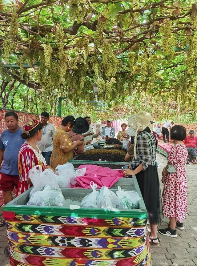 游新疆吐鲁番的坎儿井和葡萄沟