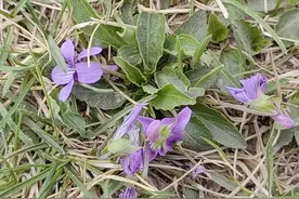 农村常见的24种野草，你认识几种？图片