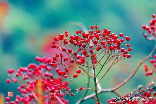 醉美文县：秋色斑斓大岭梁